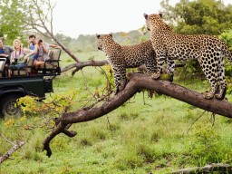 &Beyond Privat Safari - Entdecken Sie die atemberaubende Tierwelt